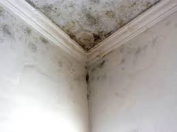 Mold Odor Removal Services