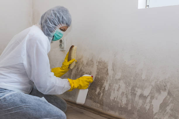 Best Mold Documentation for Insurance Claims in East Whittier, CA